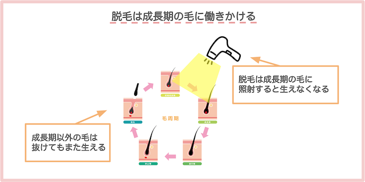 照射は成長期の毛に